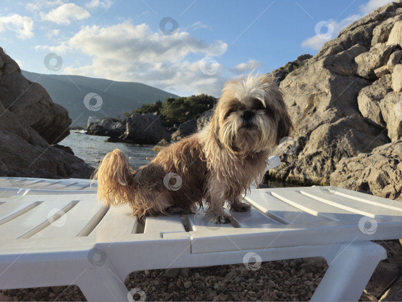 Скачать собака ши тцу отдыхает на пляже фотосток Ozero