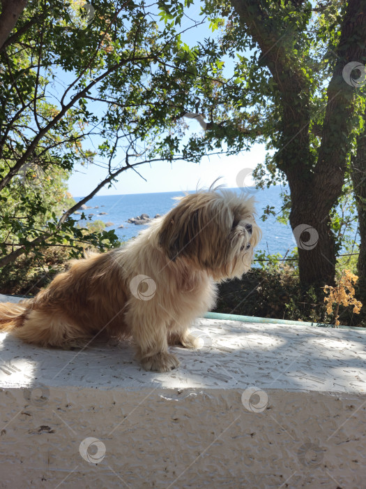 Скачать собака ши тцу отдыхает фотосток Ozero