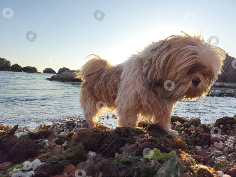 Скачать собака ши тцу отдыхает фотосток Ozero