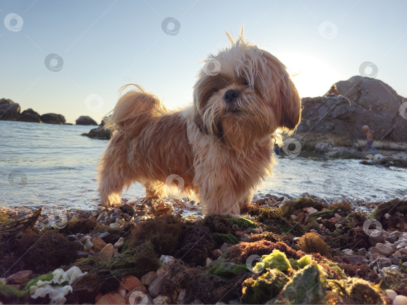 Скачать собака ши-тцу расслабляется фотосток Ozero