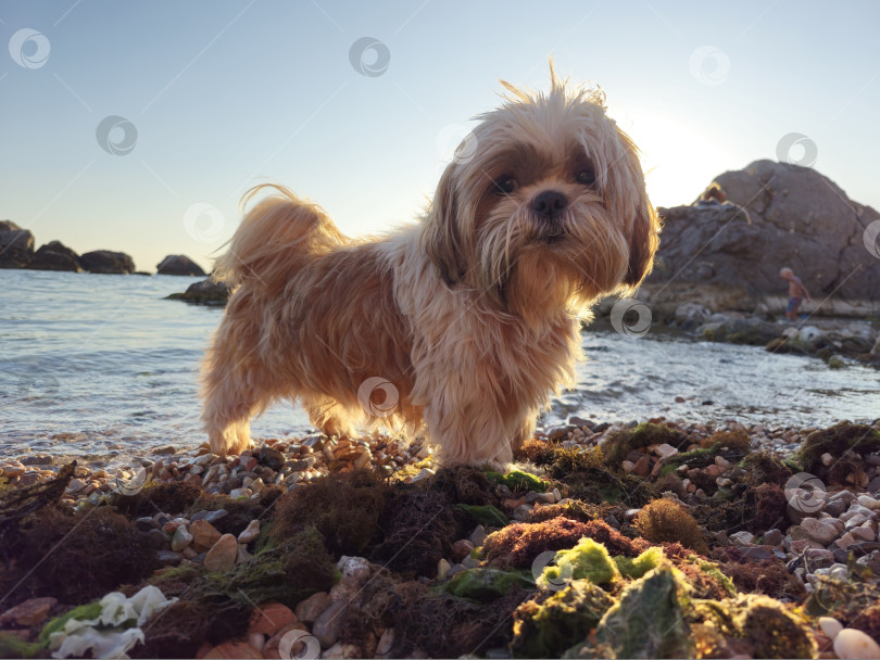 Скачать собака ши-тцу расслабляется фотосток Ozero