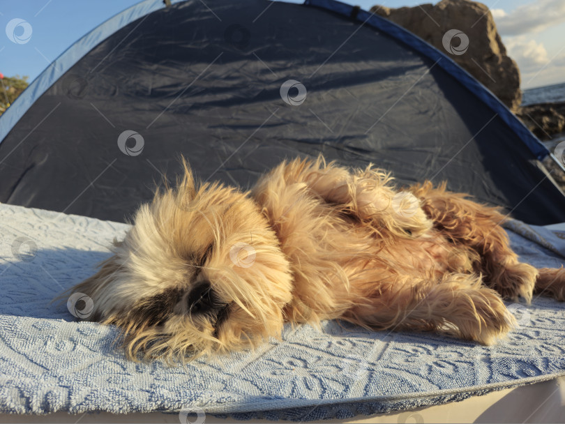 Скачать собака ши-тцу расслабляется фотосток Ozero