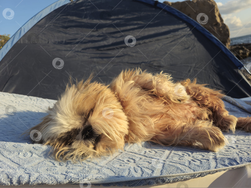 Скачать собака ши тцу отдыхает фотосток Ozero