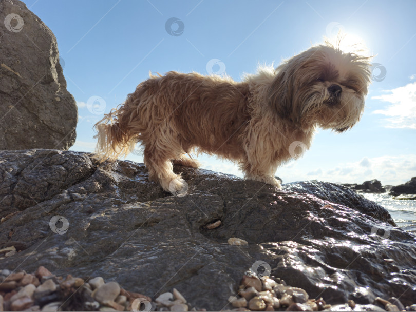 Скачать собака ши тцу отдыхает на пляже фотосток Ozero