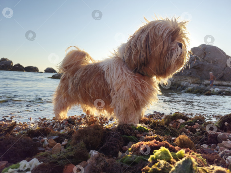 Скачать собака ши тцу отдыхает фотосток Ozero