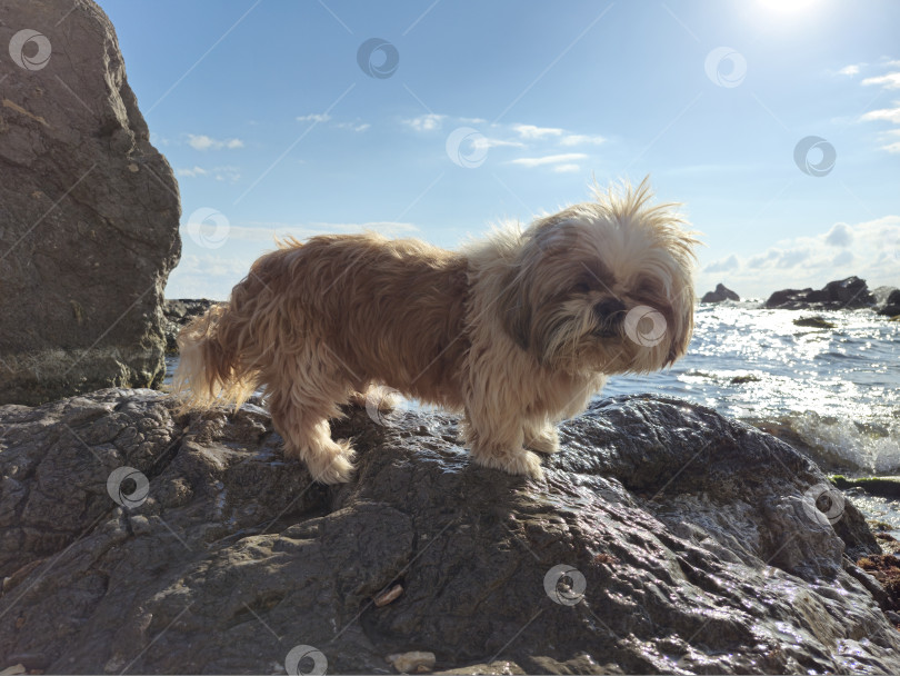 Скачать собака ши-тцу отдыхает на пляже фотосток Ozero