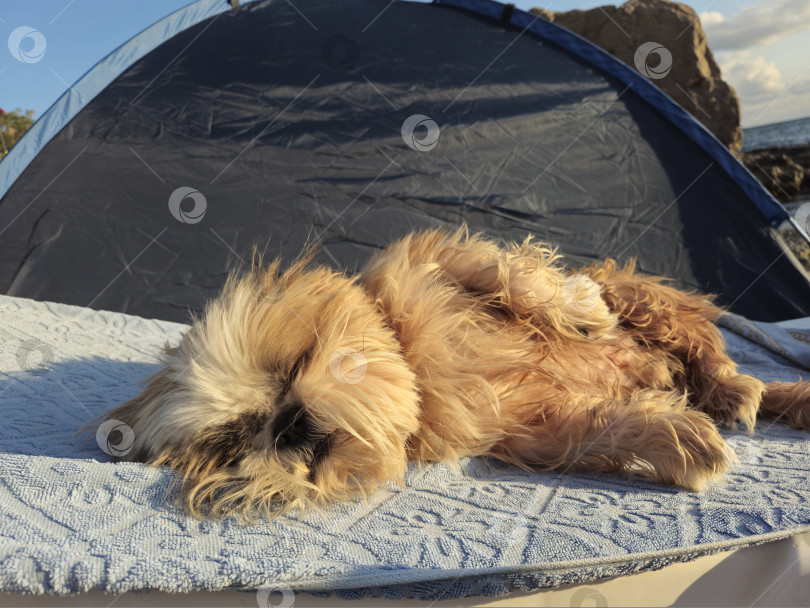 Скачать собака ши тцу отдыхает фотосток Ozero
