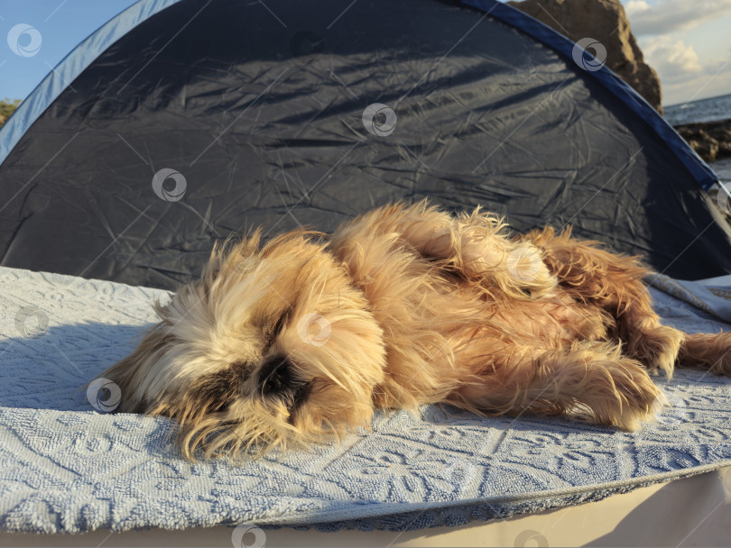 Скачать собака ши тцу отдыхает фотосток Ozero