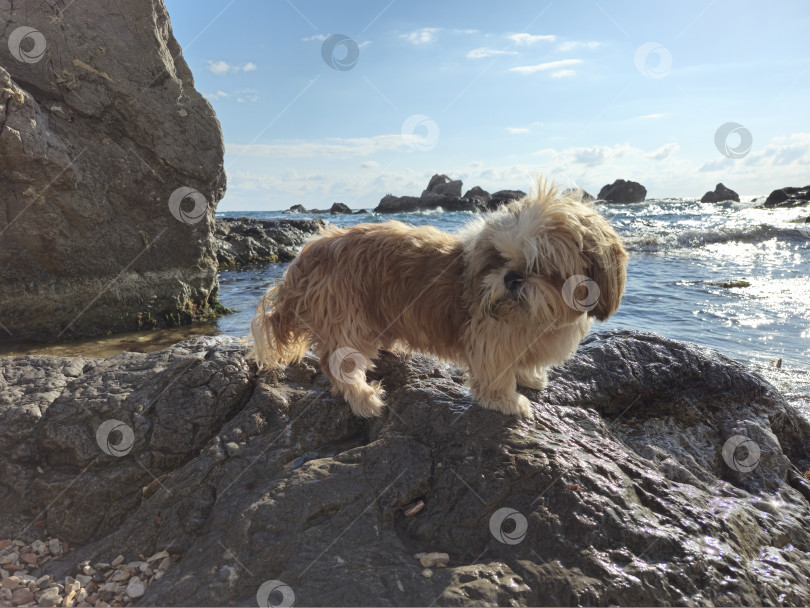 Скачать собака ши тцу отдыхает фотосток Ozero