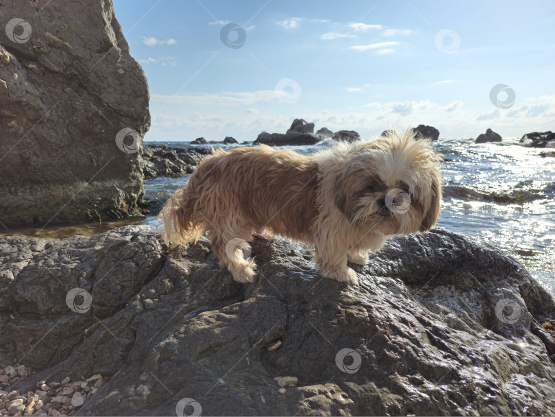 Скачать собака ши тцу отдыхает на пляже фотосток Ozero