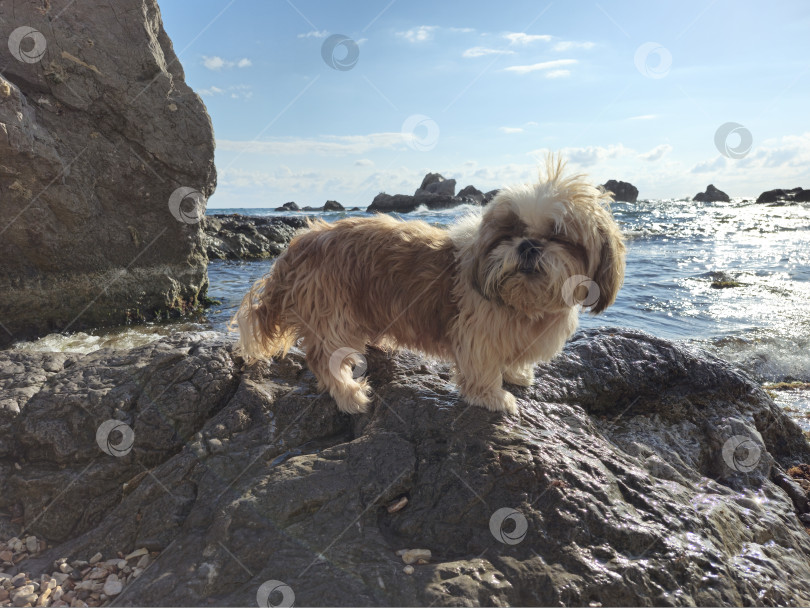 Скачать собака ши-тцу расслабляется фотосток Ozero