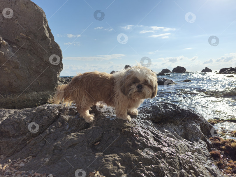 Скачать собака ши тцу отдыхает на пляже фотосток Ozero