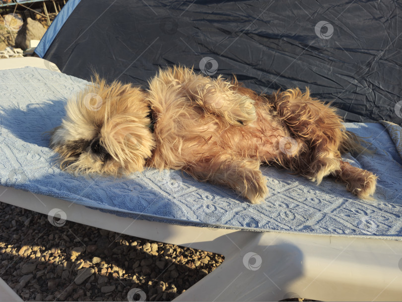 Скачать собака ши-тцу расслабляется фотосток Ozero