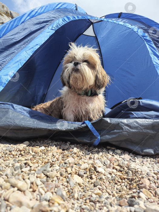 Скачать собака ши тцу отдыхает фотосток Ozero