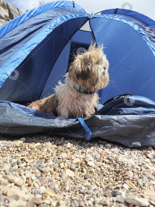 Скачать собака ши-тцу расслабляется фотосток Ozero