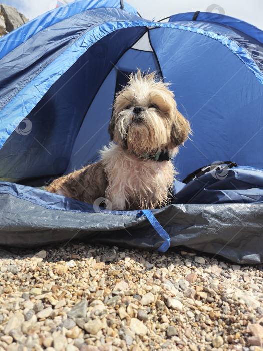 Скачать собака ши тцу отдыхает фотосток Ozero