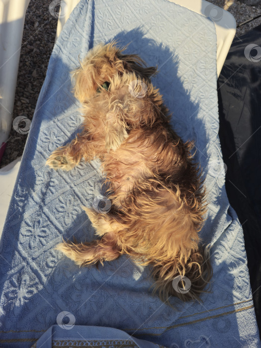 Скачать собака ши тцу отдыхает фотосток Ozero