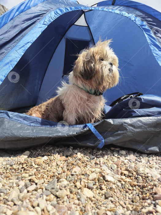 Скачать собака ши-тцу расслабляется фотосток Ozero