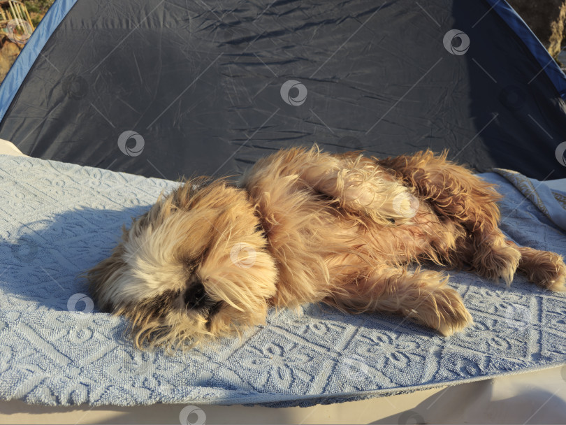 Скачать собака ши тцу отдыхает фотосток Ozero