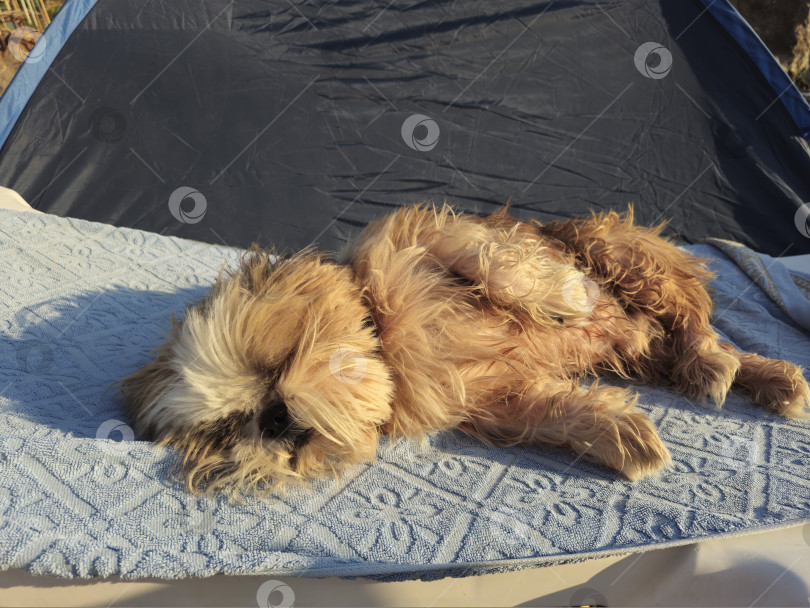 Скачать собака ши тцу отдыхает фотосток Ozero