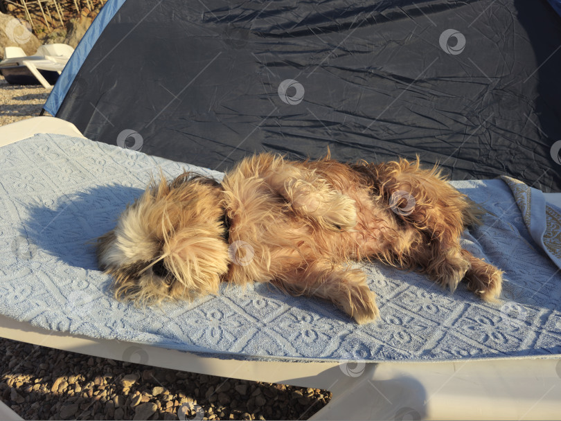 Скачать собака ши тцу отдыхает фотосток Ozero