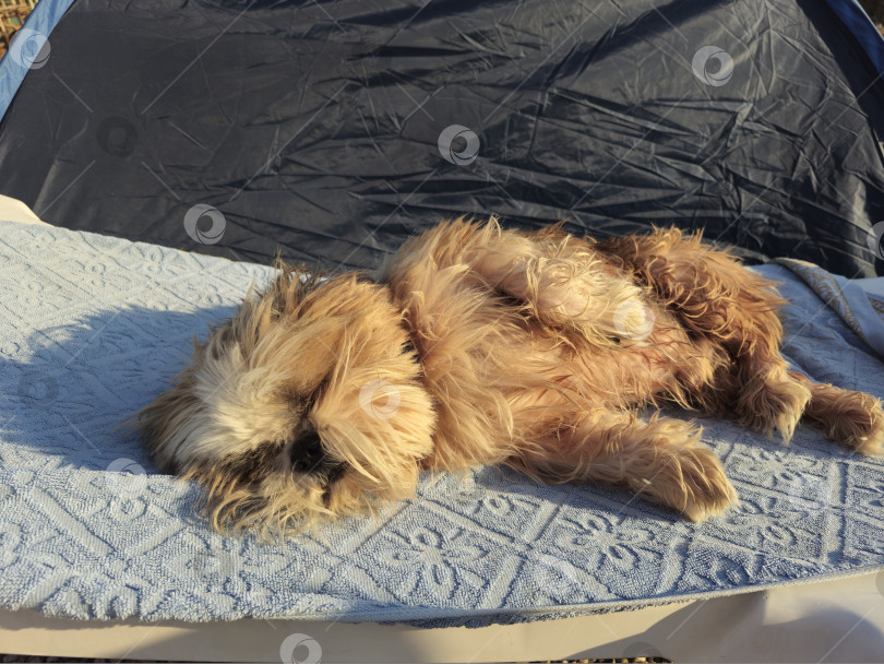 Скачать собака ши тцу отдыхает фотосток Ozero