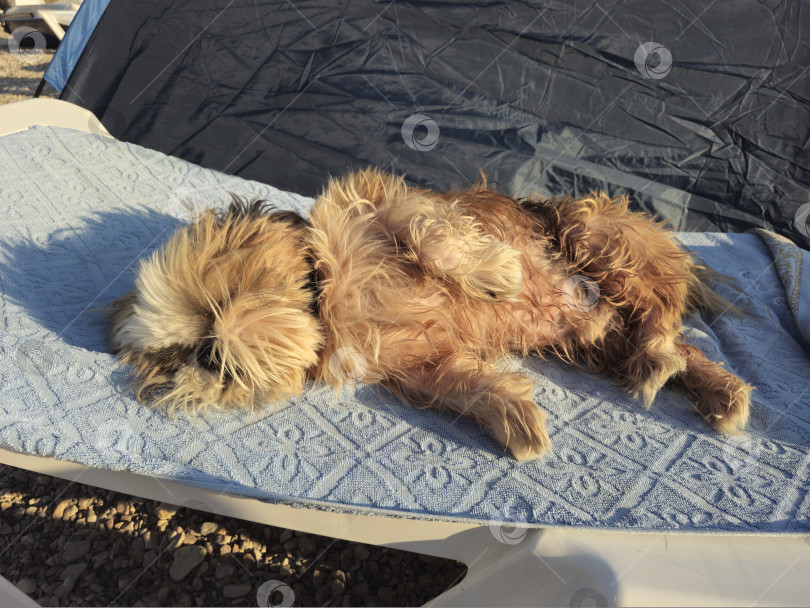 Скачать собака ши тцу отдыхает фотосток Ozero