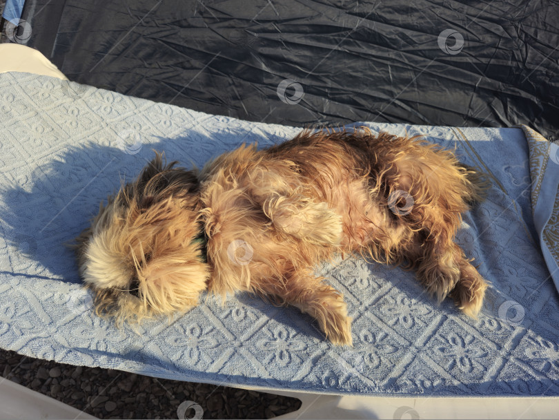 Скачать собака ши-тцу расслабляется фотосток Ozero