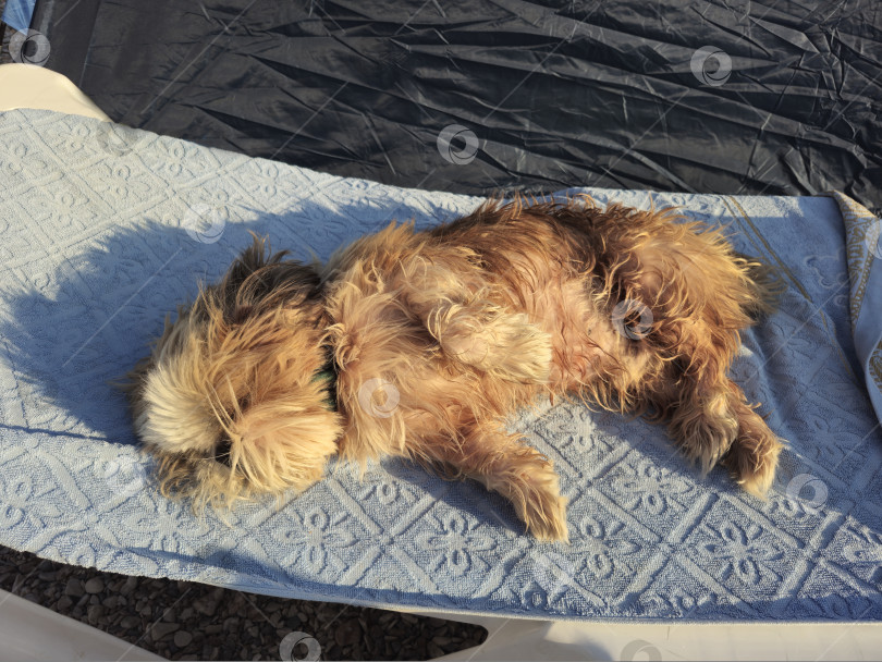 Скачать собака ши-тцу расслабляется фотосток Ozero