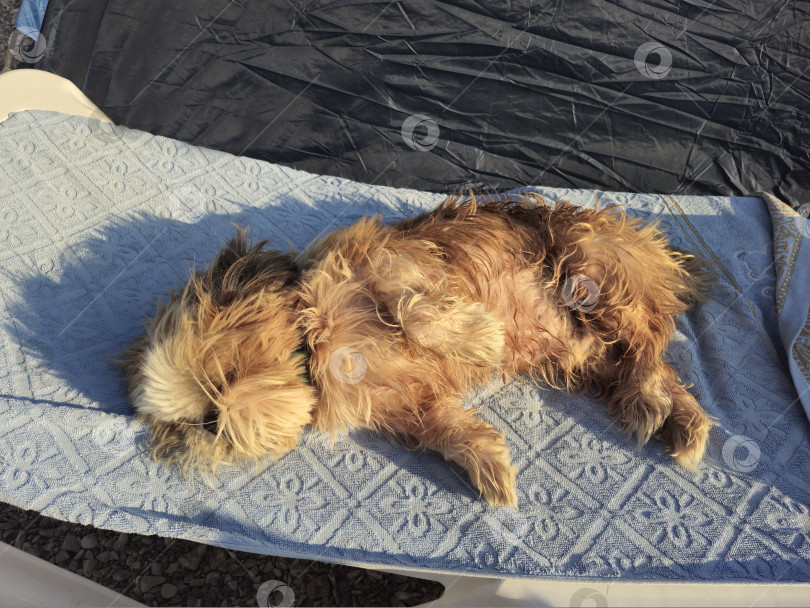 Скачать собака ши тцу отдыхает фотосток Ozero