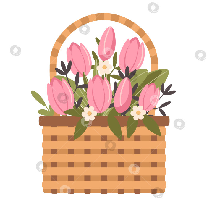 Скачать Плетеная корзина с розовыми тюльпанами на белом фоне фотосток Ozero