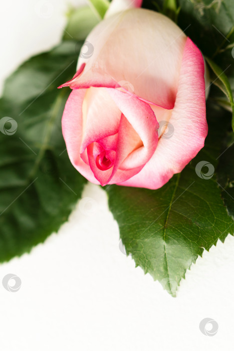 Бутон белой розы - Ozero - российский фотосток