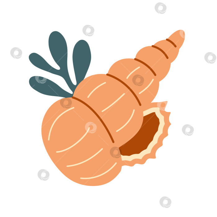 Скачать Морские ракушки, спиральные раковины моллюсков, аквариум или подводная фауна. Плоский стиль фотосток Ozero