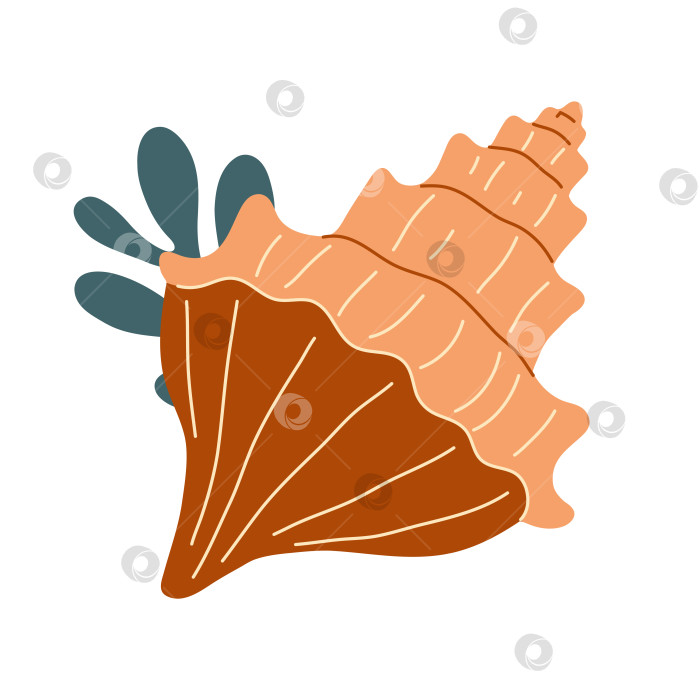 Скачать Морские ракушки, спиральные раковины моллюсков, аквариум или подводная фауна. Плоский стиль фотосток Ozero