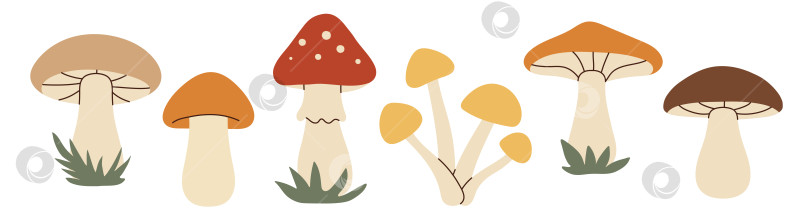 Скачать Простой плоский набор грибов фотосток Ozero