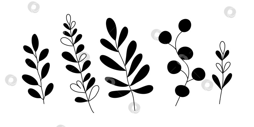 Скачать Нарисованные от руки листья каракулей выделяются на белом фоне фотосток Ozero