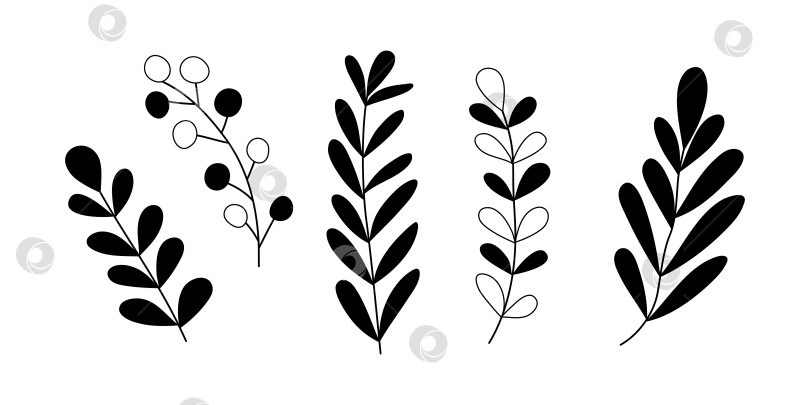 Скачать Нарисованные от руки листья каракулей выделяются на белом фоне фотосток Ozero