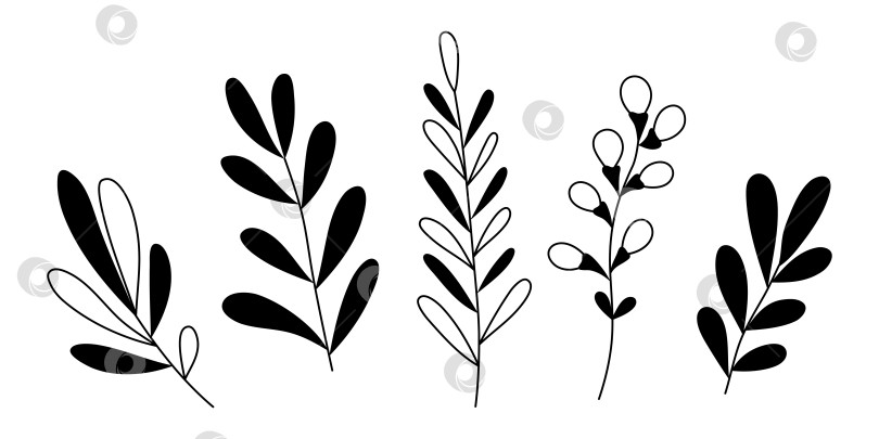 Скачать Нарисованные от руки листья каракулей выделяются на белом фоне фотосток Ozero