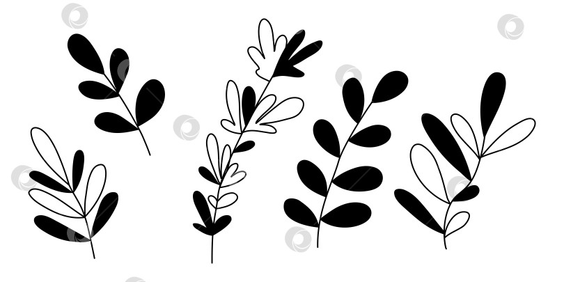 Скачать Набор листьев для рисования каракулей от руки из 4 штук фотосток Ozero