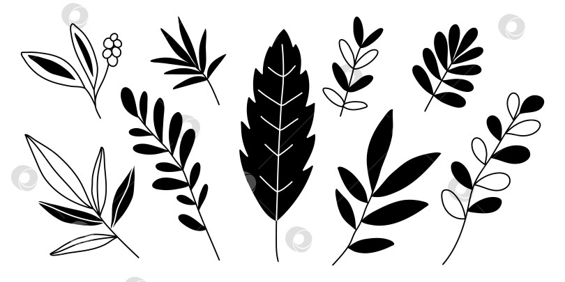 Скачать Нарисованные вручную каракули из тропических листьев, выделенные на белом фоне фотосток Ozero