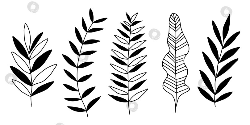 Скачать Нарисованные вручную каракули из тропических листьев, выделенные на белом фоне фотосток Ozero