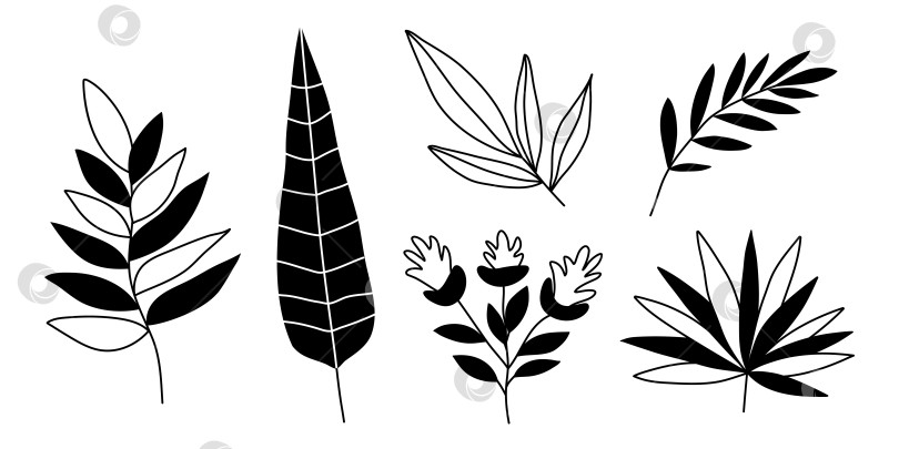 Скачать Нарисованные вручную каракули из тропических листьев, выделенные на белом фоне фотосток Ozero