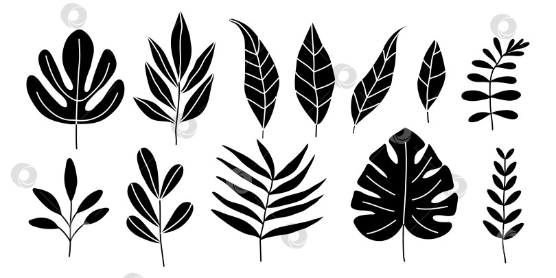 Скачать Нарисованные вручную каракули из тропических листьев, выделенные на белом фоне фотосток Ozero