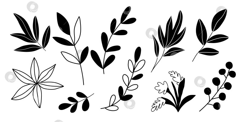 Скачать Нарисованные вручную каракули из тропических листьев, выделенные на белом фоне фотосток Ozero