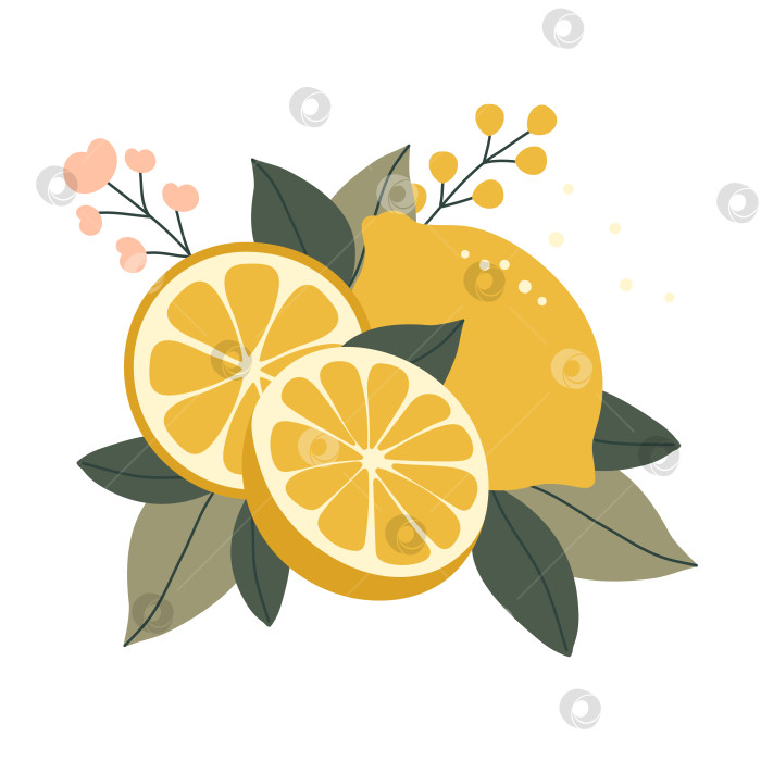 Скачать Нарисованные от руки лимоны с цветами и листьями, выделенные на белом фоне фотосток Ozero