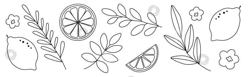 Скачать Нарисованный вручную набор цитрусовых каракулей с лимонами, цветами и листьями, выделенными на белом фоне фотосток Ozero