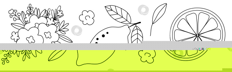 Скачать Нарисованный вручную набор цитрусовых каракулей с лимонами, цветами и листьями, выделенными на белом фоне фотосток Ozero