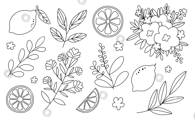 Скачать Нарисованные вручную лимоны, плетеная корзина, цветы, ваза, листья, ветка, набор венков, изолированные на белом фоне фотосток Ozero