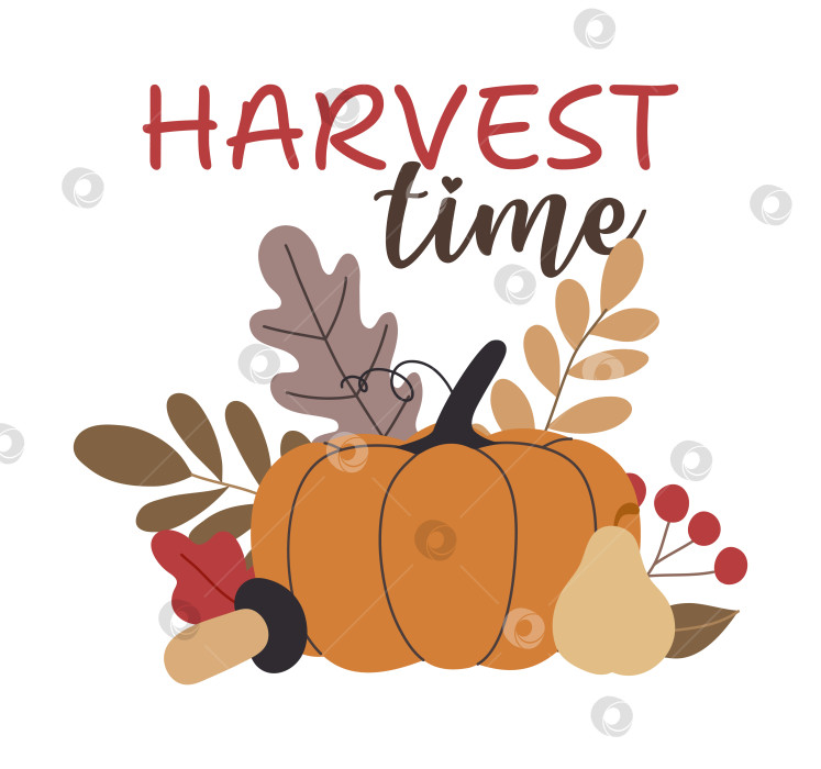 Скачать осенние тыквы, лесные листья и ягоды, выделенные на белом фоне фотосток Ozero