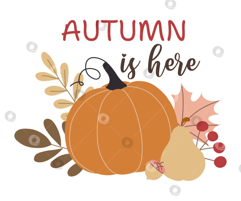 Скачать осенние тыквы, лесные листья и ягоды, выделенные на белом фоне фотосток Ozero